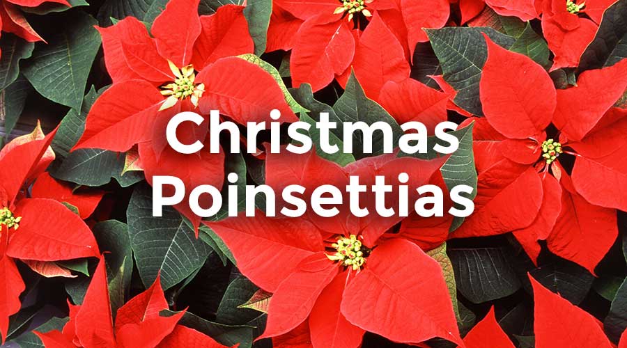 Christmas Poinsettias