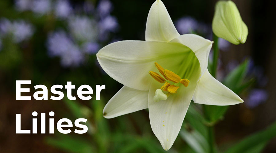 Easter Lilies