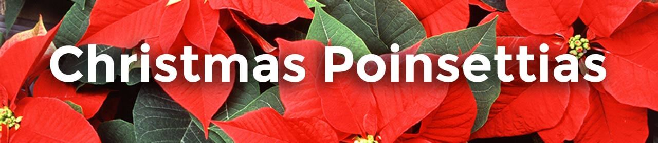 Poinsettias